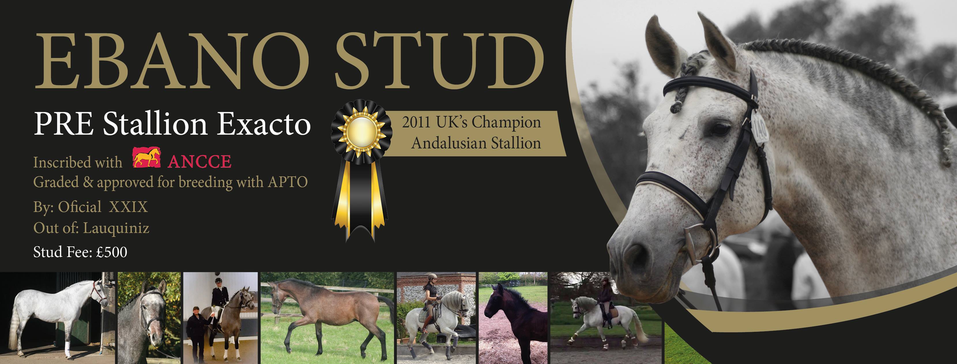 Ebano Stud - Andalusian Stallions